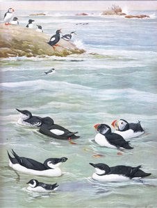 Illustrasjon fra puben The Natural History of American Birds of Eastern and Central North America. av Bramhall House ca. 1970