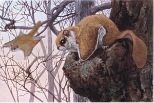 Southern Flying Squirrel har glidende membraner av Louis Agassiz Fuertes