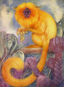I dyrehagen: Marmoset Monkey (farge litho) av Louis Augustus Sargent