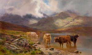Highland Cattle (olje på lerret)