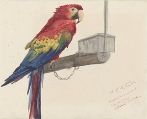 Papegøye av Louis Charles Bombled