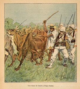 The War in Madagascar-Anecdotal History of the French Expeditions of 1885-1895 av Henri Galli dit Galllichet (1854-1922), illustrert av Louis Bombled (1862-1927): I Diego-Suarez krever den franske hæren okser, Privat samling av Louis Charles Bombled