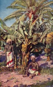 En bananplantasje, Fiji (farge litho)