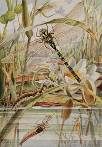Dragonfly and Mayfly, illustrasjon fra 