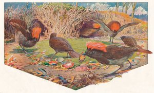 Gartner Bower Birds, 1911, 1911 av Louis Fairfax Muckley