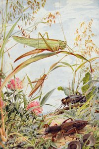 Musical Insects, illustrasjon fra 