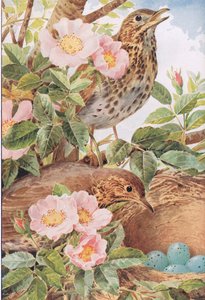 Song Thrushes with Nest, illustrasjon fra 