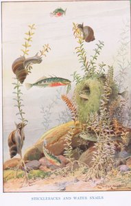 Sticklebacks og vannsnegler, illustrasjon fra 