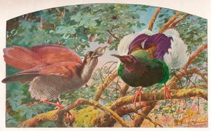 Tolvtrådede Birds of Paradise, c1910, 1911 av Louis Fairfax Muckley
