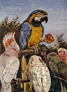 "Hvem bet eplet mitt?" (farge litho)
