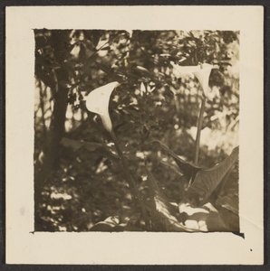  av Louis Fleckenstein