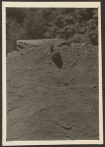  av Louis Fleckenstein