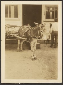  av Louis Fleckenstein