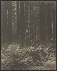 [Bregne i skogen] av Louis Fleckenstein