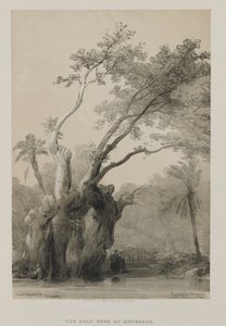 Egypt og Nubia, bind III: The Holy Tree of Metereah, 1849. av Louis Haghe