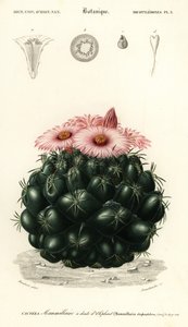 Bikubekaktus, Coryphantha elephantidens.,1849 (gravering) av Louis Joseph Edouard Maubert
