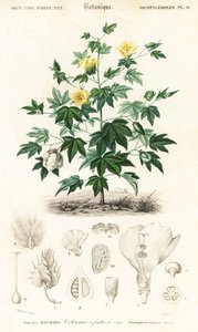 Bomullsplante, Gossypium barbadense., 1849 (gravering)