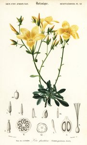 Lin, Linum campanulatum., 1849 (gravering) av Louis Joseph Edouard Maubert