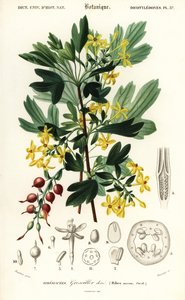 Gylden rips, gyllen rips. , 1849 (gravering)