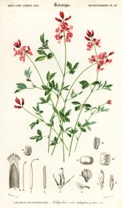 Indigo plante, Indigofera liggende. , 1849 (gravering)