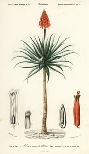 Krantz aloe, Aloe arborescens., 1849 (gravering) av Louis Joseph Edouard Maubert