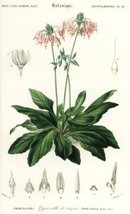 Stjerneskudd eller østlig stjerneskudd, Dodecatheon meadia. ,1849 (gravering) av Louis Joseph Edouard Maubert