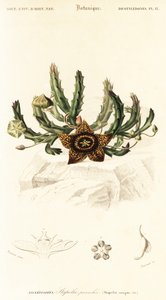 Stjerneblomst, Orbea variegata., 1849 (gravering) av Louis Joseph Edouard Maubert