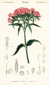 Sweet William, Dianthus barbatus.,1849 (gravering) av Louis Joseph Edouard Maubert