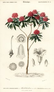Tre rhododendron, Rhododendron arboreum. ,1849 (gravering)