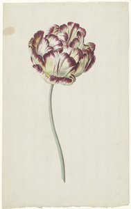 Tulipan av Louis Moritz