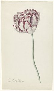Tulipan