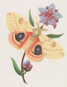 Svovelpåfuglmøll, 1862.