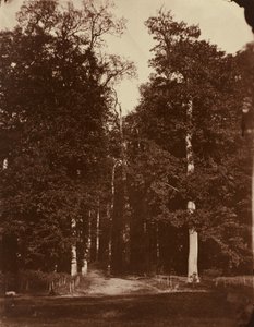 Skogen ved Saint-Cloud, 1859–1860 (foto)