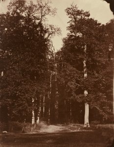 Skog ved Saint-Cloud