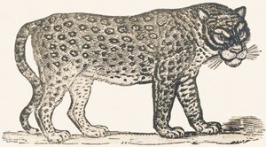Tiger av Louis Simon (1810 1870) Lassalle
