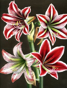AMARYLLIS HIPPEASTRA (gravering) av Louis Van Houtte