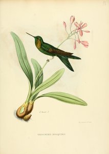 Eriocnemis-moskeen