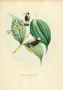 Microchera albocoronatanorwegian