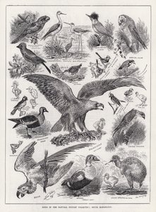 Fugler i Natural History Collection, South Kensington (gravering) av Louis Wain