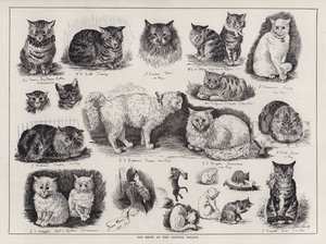 Cat Show på Crystal Palace (gravering) av Louis Wain