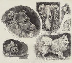 Hundeutstilling i Landbrukshallen av Louis Wain
