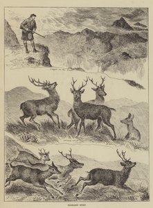 Highland Sport av Louis Wain