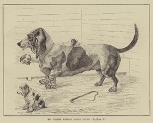 Mr George Krehls Basset Hound Pallas II av Louis Wain