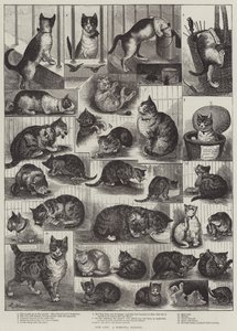 Våre katter, en innenlandshistorie av Louis Wain