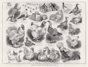 Fjærkre og dueutstilling på Crystal Palace (gravering) av Louis Wain