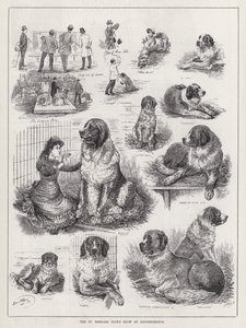 St Bernard Club's Show på Knightsbridge (gravering) av Louis Wain