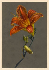 Hemerocallis (Daylily), 1830 (kroppsfarge på papir med forberedt bakken) av Louise DOrleans