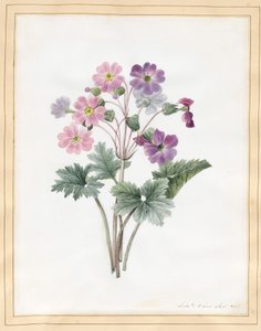 Hybrid Auricula (wc på vellum)