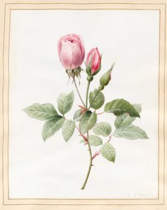 Rosa rose og knopper, 1826 (wc med litt kroppsfarge på vellum)