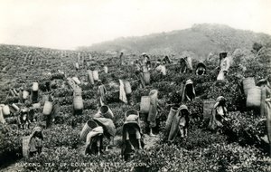 Plukke te, landlig eiendom, Ceylon, ca. 1900-1930 (s/hvitt-bilde)